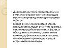 Вегетативное размножение