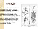 Кукуруза