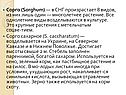 Сорго
