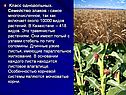 Класс однодольных