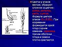 Цветки у злаков мелкие, образуют сложное соцветие– колос, метелка