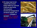 Ценные хлебные растения