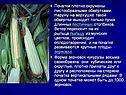 Початки плотно окружены листообразными обвёртками