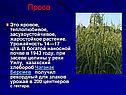 Просо