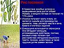 Рис посевной