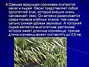 Самыми вредными сорняками считаются овсюг и пырей