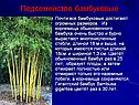 Подсемейство бамбуковые