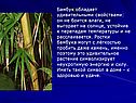Бамбук обладает удивительными свойствами