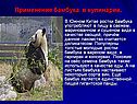 Применение бамбука в кулинарии