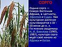 Сорго