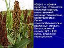 Сорго — яровая культура