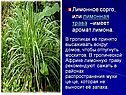 Лимонное сорго, или лимонная трава