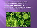 Бактерии выполняют роль разрушителей остатков погибших животных и
