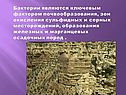 Бактерии являются ключевым фактором почвообразования, зон окисления