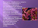 Бактерии - симбионты, живут в организмах растений и животных и