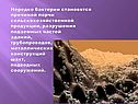 Нередко бактерии становятся причиной порчи сельскохозяйственной