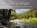 Значение леса