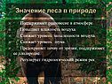Значение леса в природе