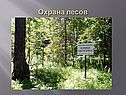Охрана лесов