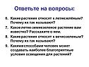 Какие растения относят к летнезелёным