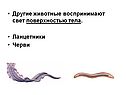 Животные воспринимают свет поверхностью тела