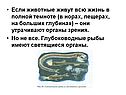 Глубоководные рыбы