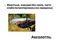 Аксолотль