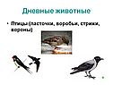 Дневные животные