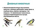 Насекомоядные птицы