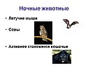Ночные животные