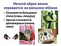 Значение света для животных