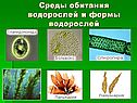 Среды обитания водорослей и формы водорослей