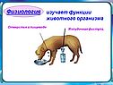 Физиология