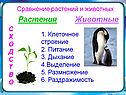 Растения