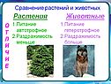 Растения