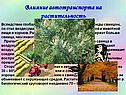 Влияние автотранспорта на растительность
