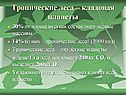 Тропические леса – кладовая планеты