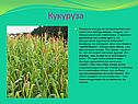 Кукуруза