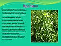Крапива