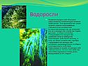 Водоросли
