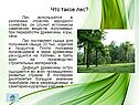 Что такое лес