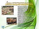 Причины и последствия сокращения лесов