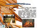 Охрана и восстановление лесов