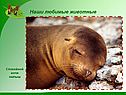 Наши любимые животные