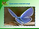 Красота