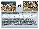 Бытовые и промышленные отходы являются одним из факторов разрушения