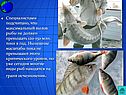 Максимальный вылов рыбы