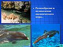 Великолепие океанического мира