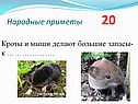 Кроты и мыши делают большие запасы