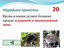 Кроты и мыши делают большие запасы- к суровой и многоснежной зиме